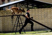 Obraz przedstawia policjanta z psem służbowym